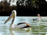 Pelicans on the Murray