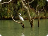 Birdlife is prolific as you cruise along the Murray River